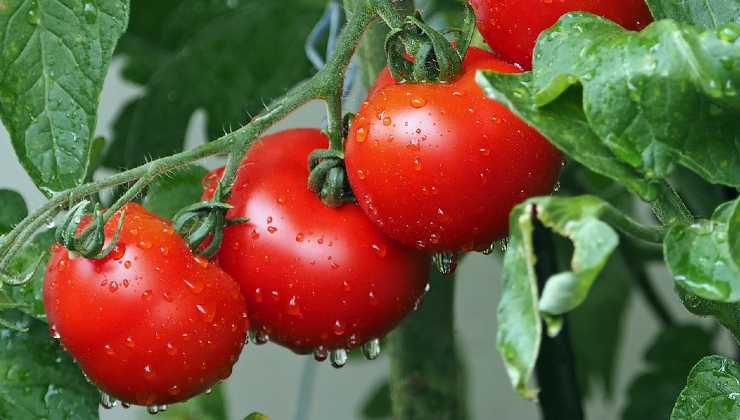 cultivated tomatoes