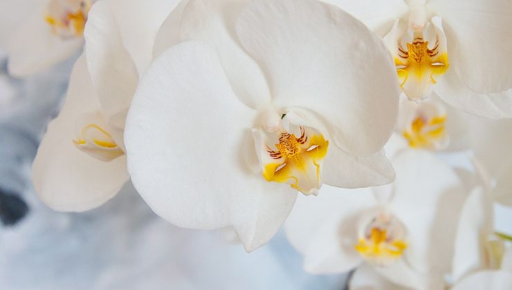 Orchideenzweige