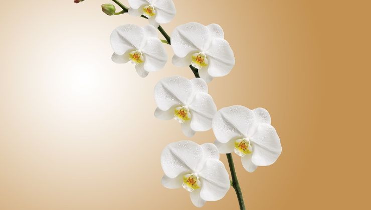 Ramas de orquídea