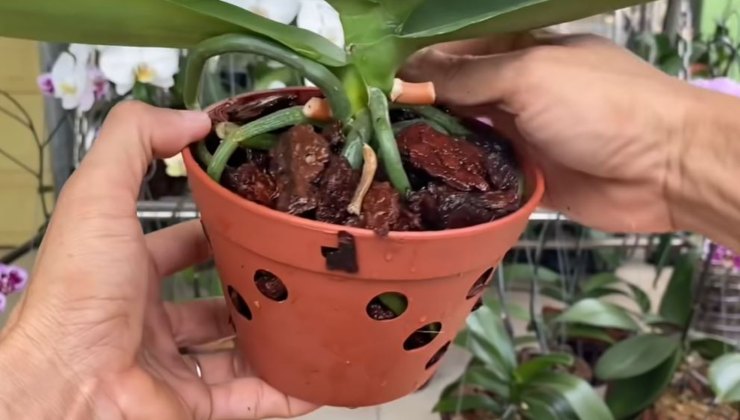 trasplantar la orquídea