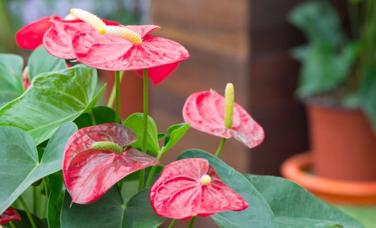 Non utilizzare composti chimici per l'Anthurium