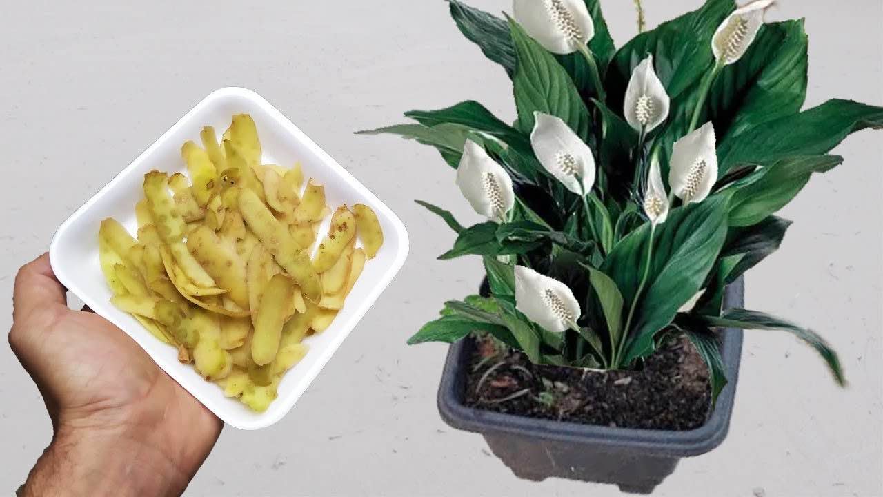 Avantages pour les plantes, voici l’ingrédient