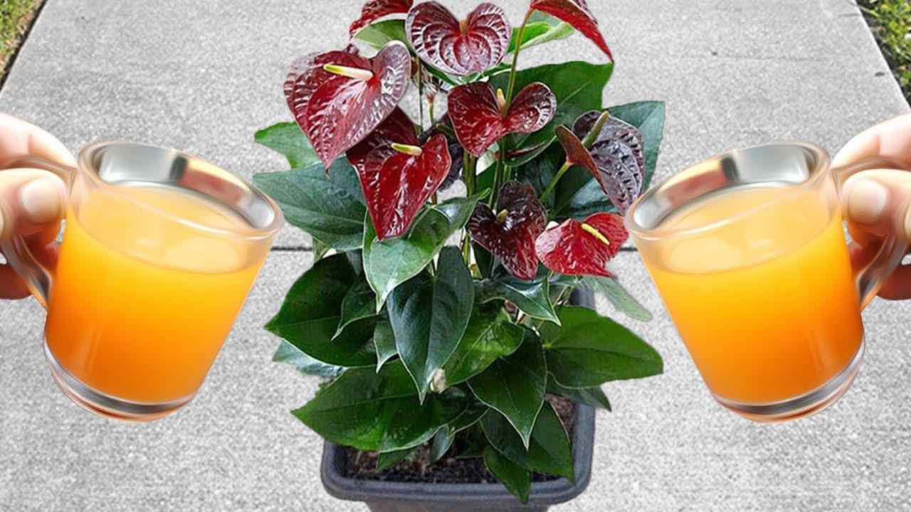 Anthurium con floración de bomba natural