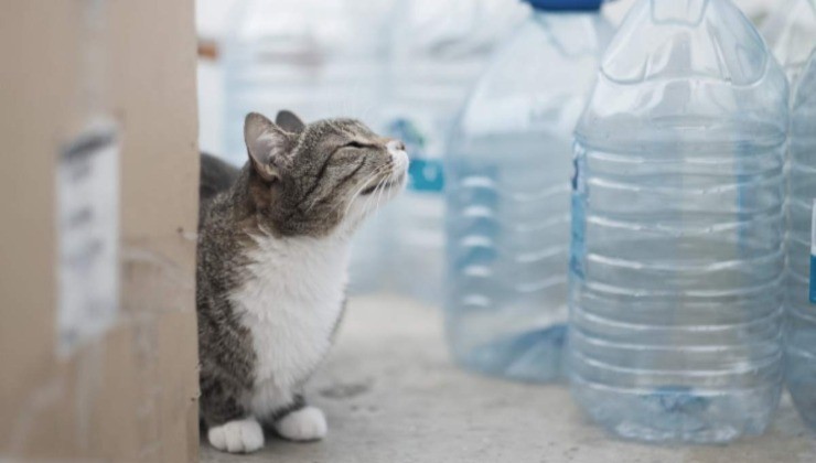 Láhve na vodu pro kočky