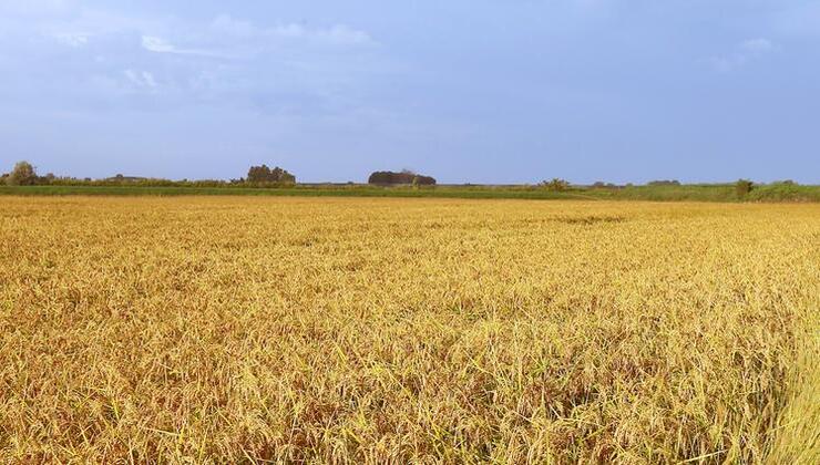 Campo di riso