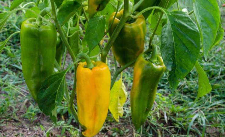 Coltivazione dei peperoni