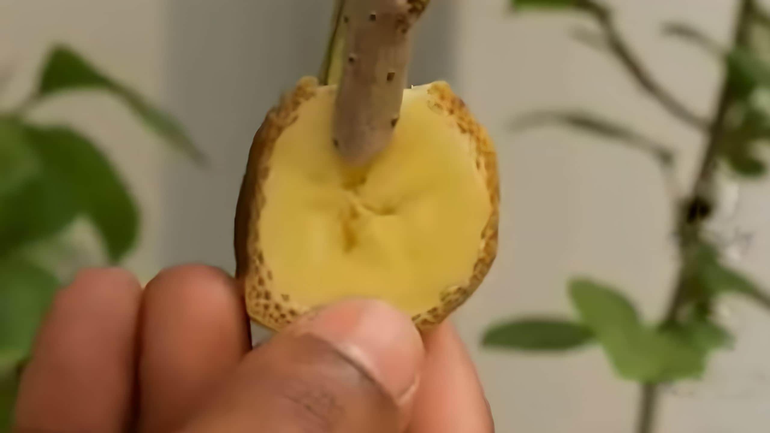 Tranche de banane sur une brindille