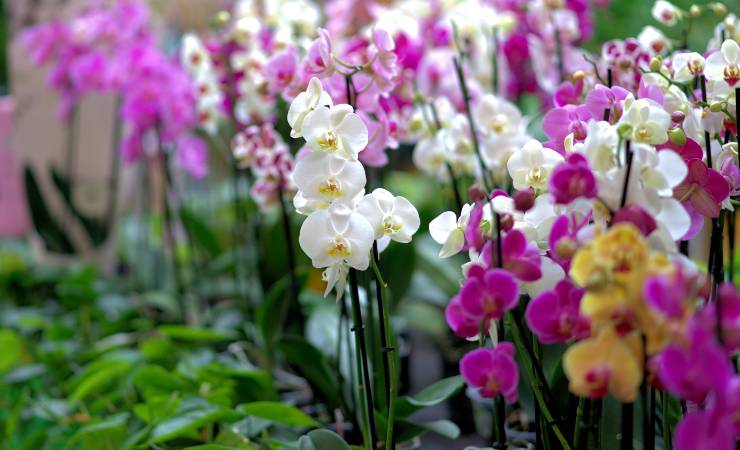 Květiny orchidejí