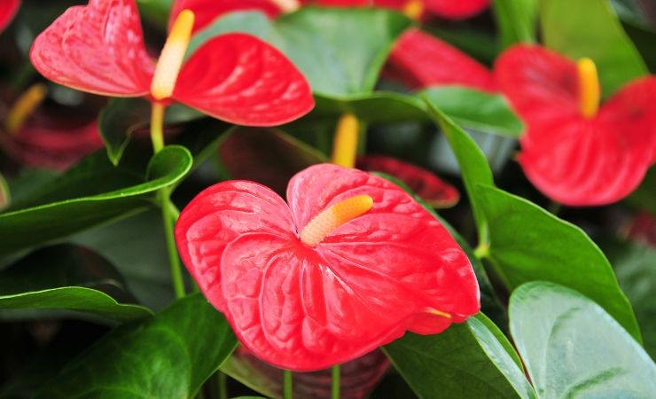 Anthurium in bloom