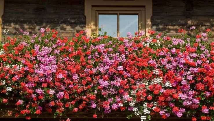 Five minutes, pelargonium in a bush