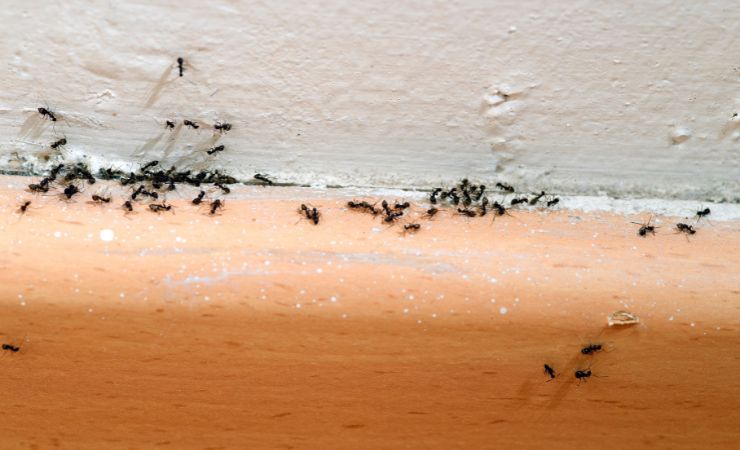 insectes dans la maison