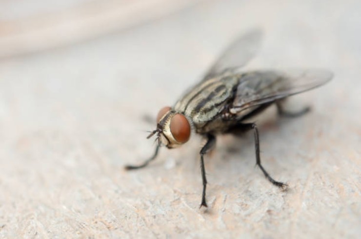 La trampa infalible para eliminar moscas de casa