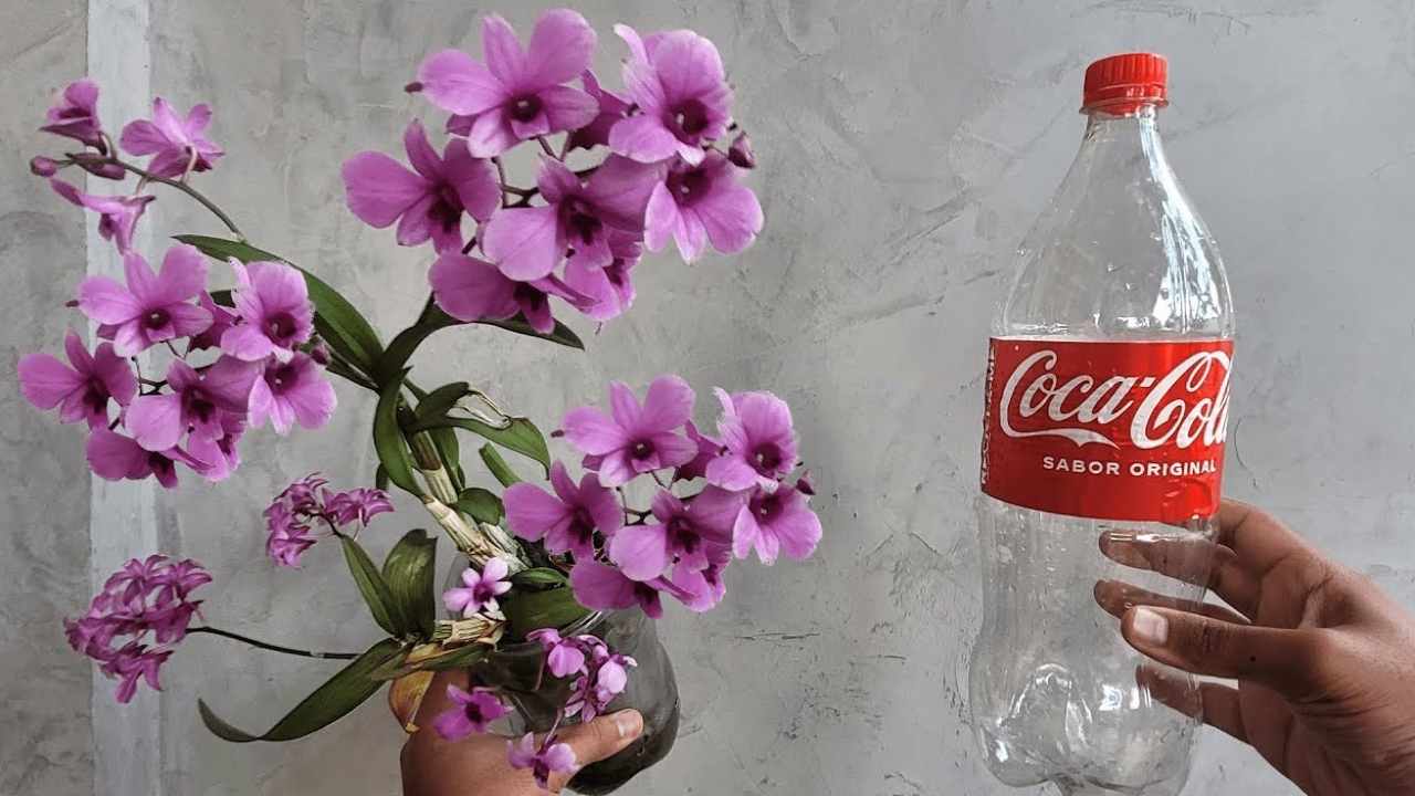 Orchidée et bouteille vide