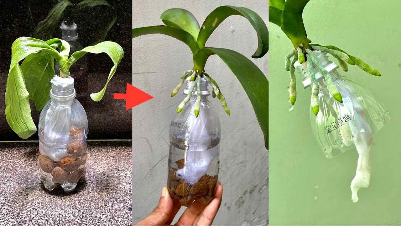 Orchidea in bottiglia