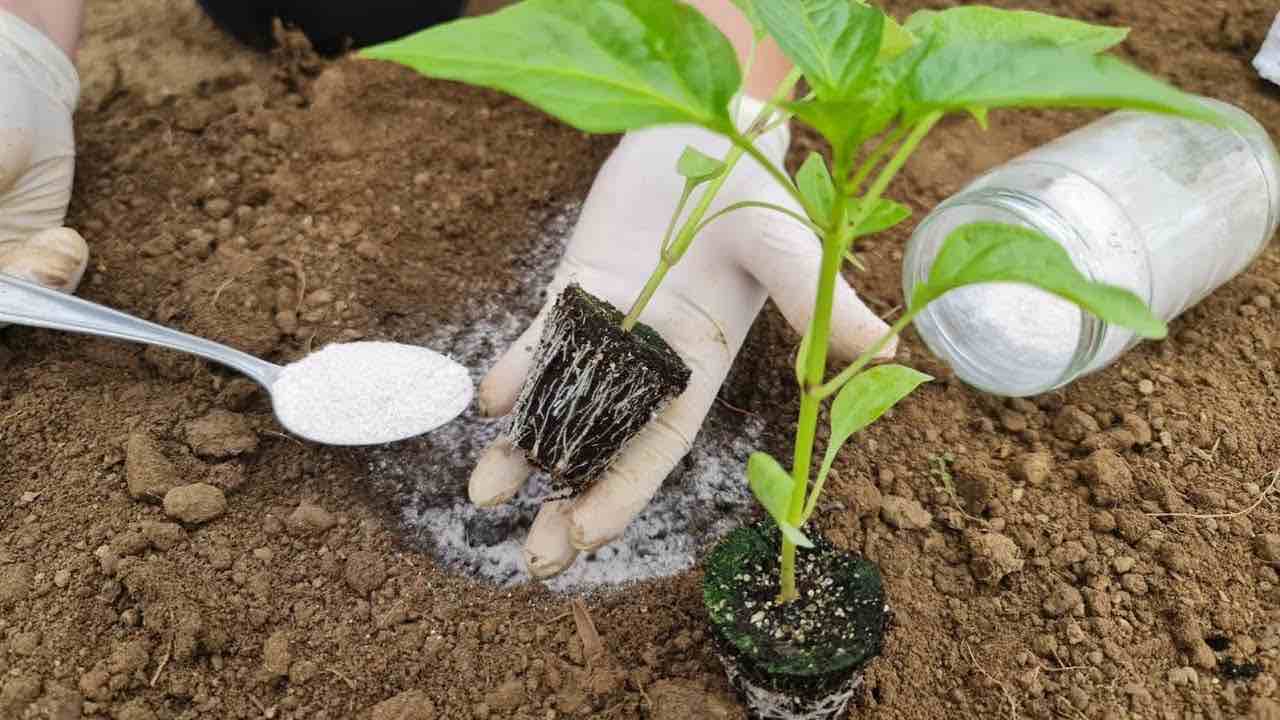 Planter des poivrons