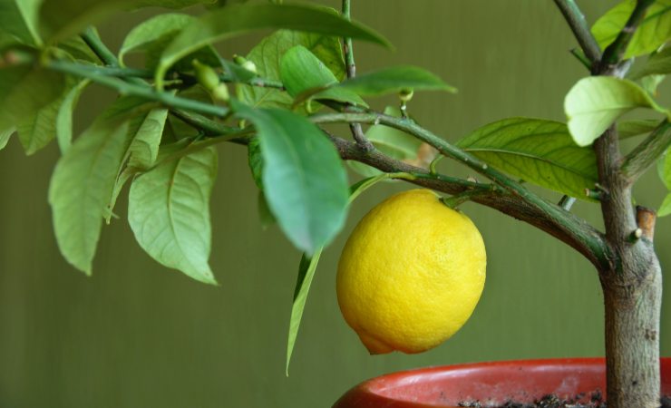 Plántula de limón