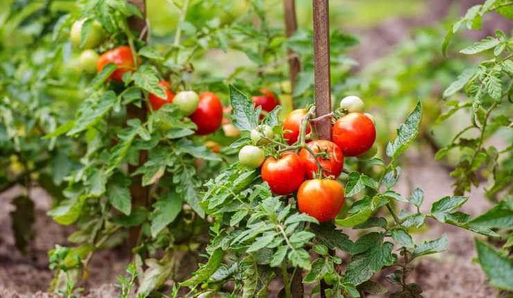 Pomodori nell'orto