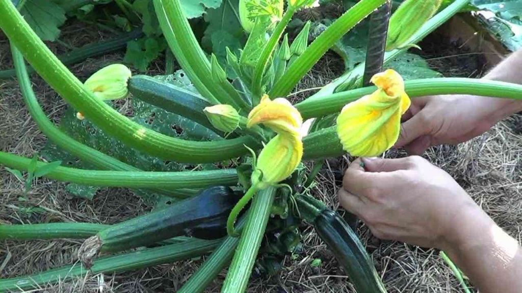 Cinque ortaggi da seminare a maggio