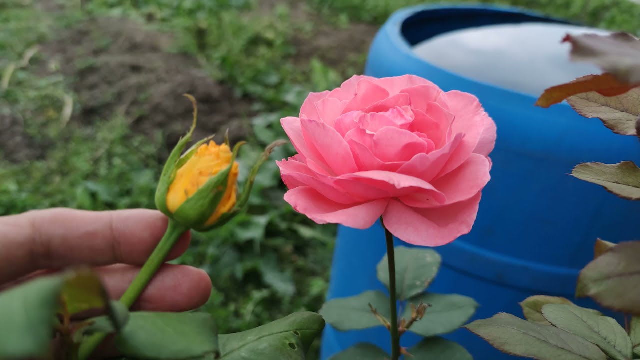 Rose et bouton de rose