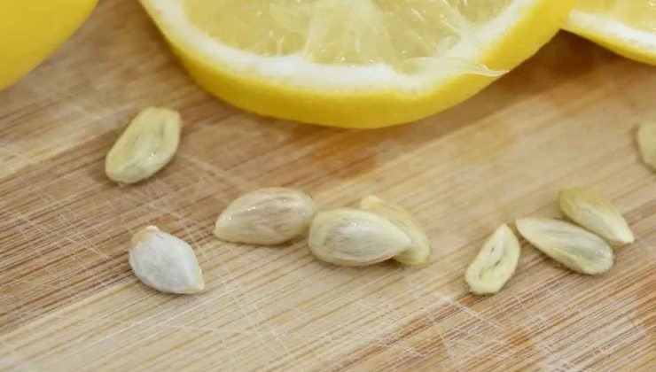 Lemon seeds