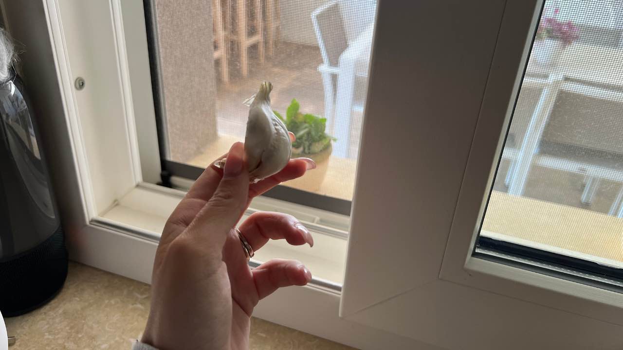 Spicchio d'aglio fuori dalla finestra