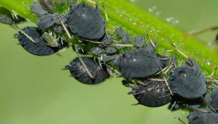 Pulgones de las plantas