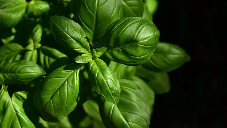 Freshly harvested basil 