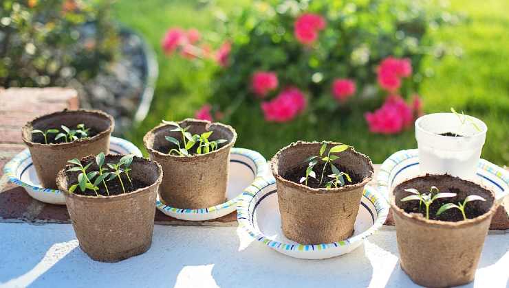 Ingrédient pour un jardin plein de fleurs