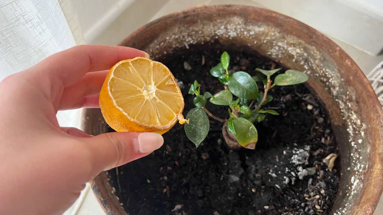 Le citron dans la plante