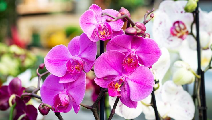 Orquídea saludable con hojas vibrantes