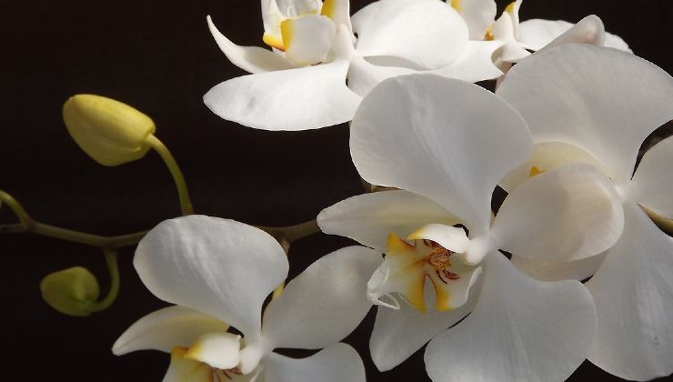 Orchidee ohne Wurzeln
