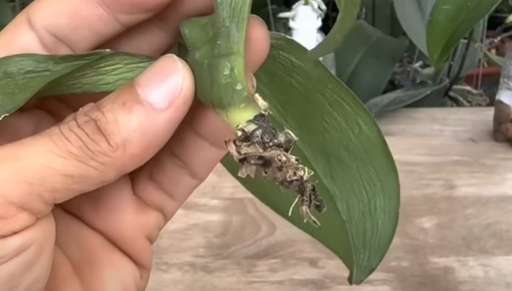 orchidée sans racines