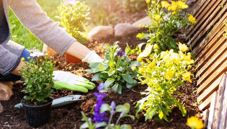 Cómo tener un jardín saludable