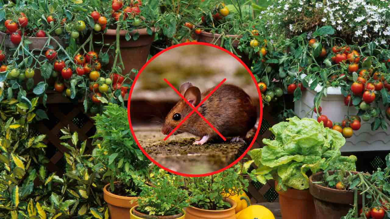 plantas aromáticas para ratones