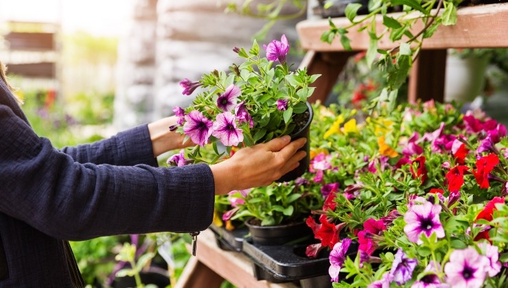 cuidado de las plantas