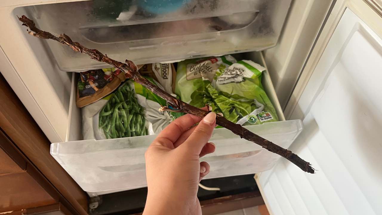 ramo nel freezer