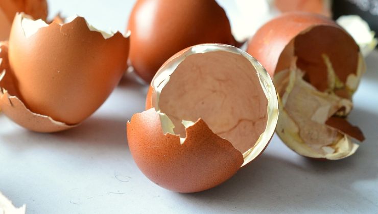Huevo con cáscara 