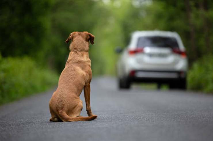 Abbandono di animali