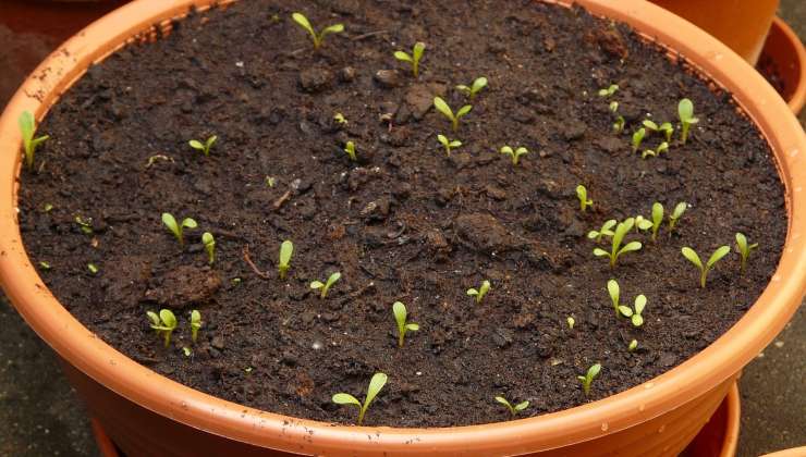 Accelerates the growth of seedlings