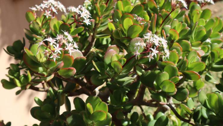 Flowering money tree