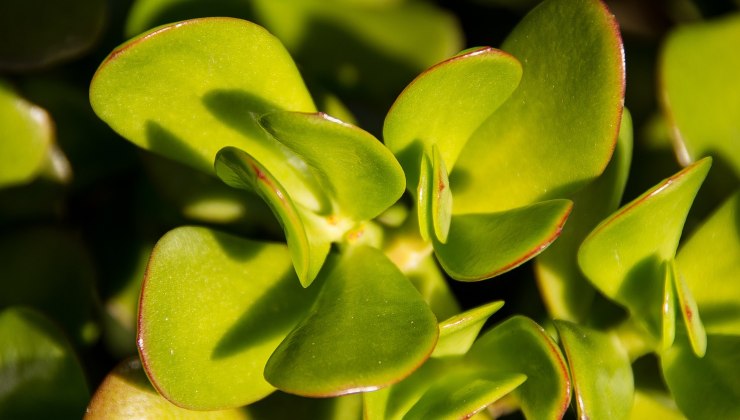 Arbre d’argent ou crassula 