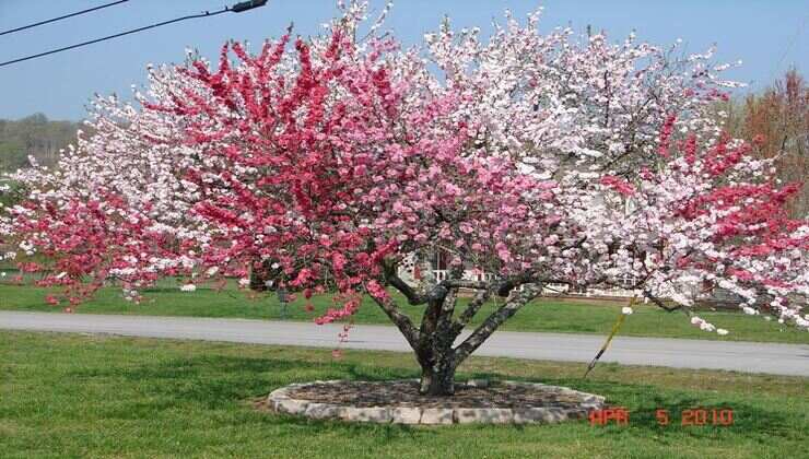 Peach tree