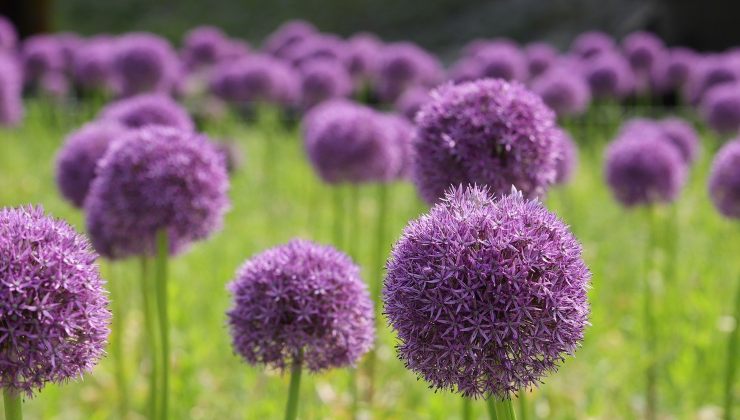 Allium