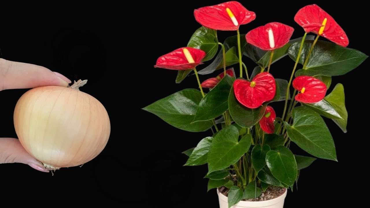 Anthurium and onion