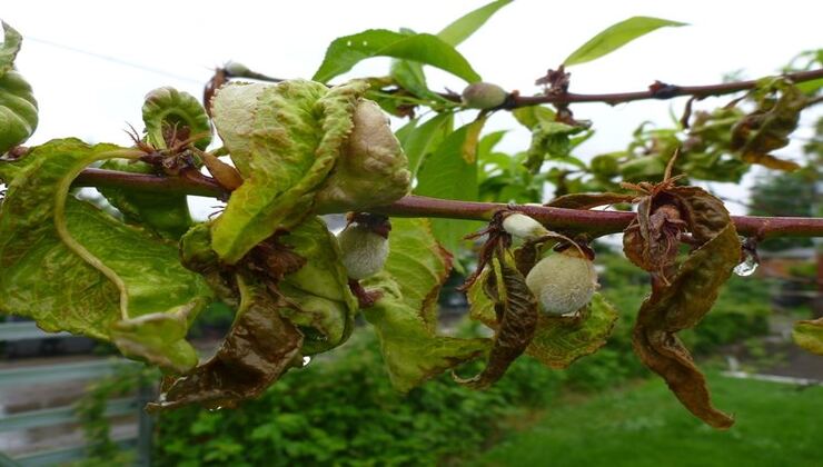 Peach leaf curl