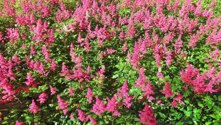 Astilbe