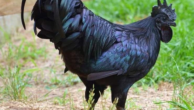 Ayam Tsemani, le più rare al mondo