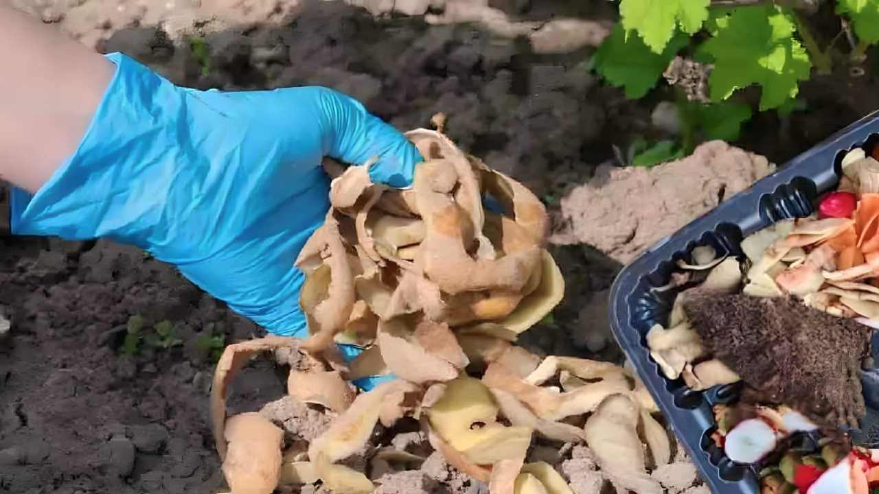 Pelures de pommes de terre dans le sol