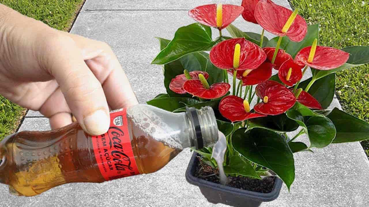 Coca Cola en plantas