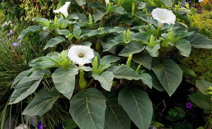 Datura Stramonium